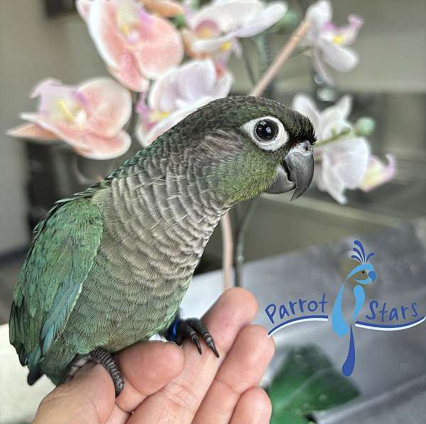 green-cheek-conure-for-sale