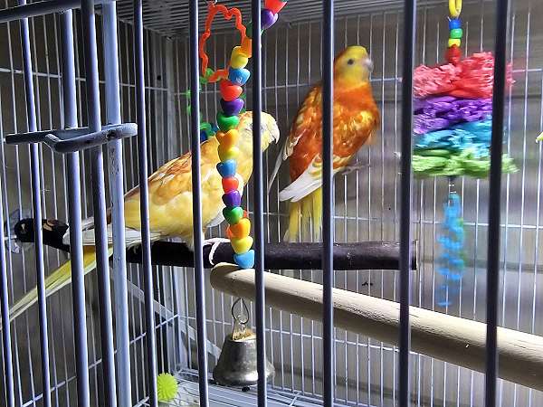 adult-bird-for-sale-in-ravenna-oh