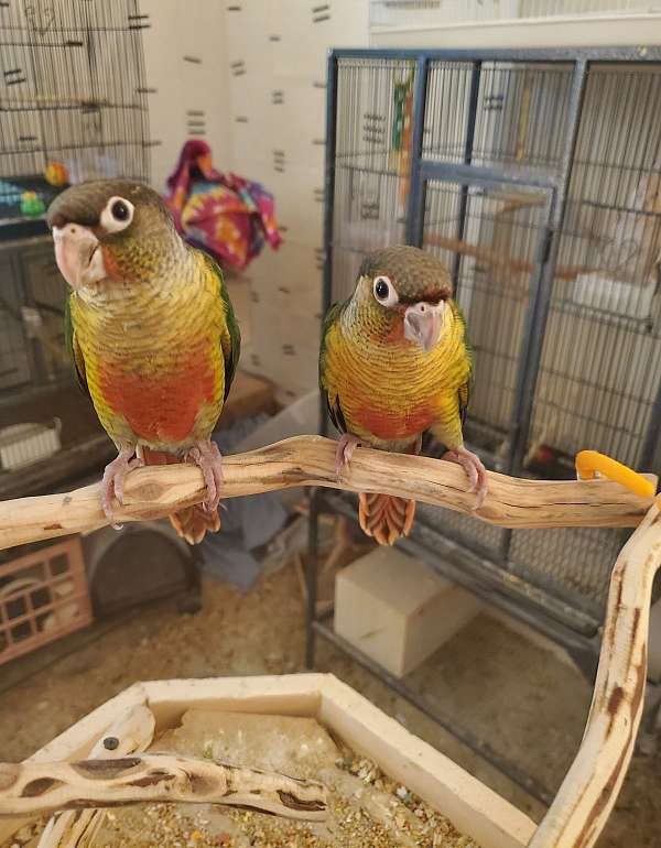 conure-green-cheek-conure-for-sale-in-universal-city-tx