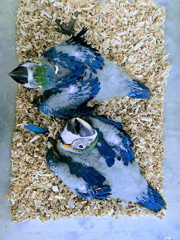 blue-gold-macaw-for-sale