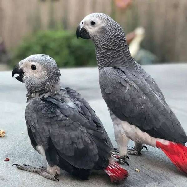 quaker-parrots-for-sale