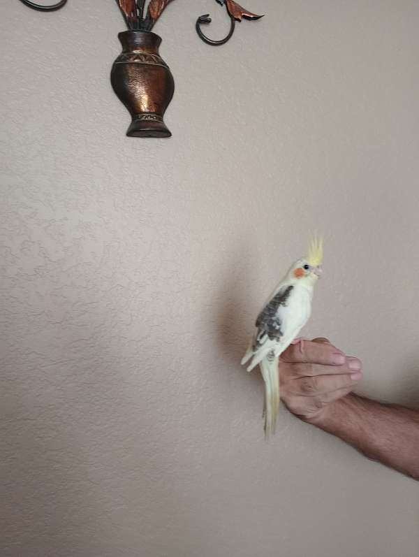 cockatiel-for-sale