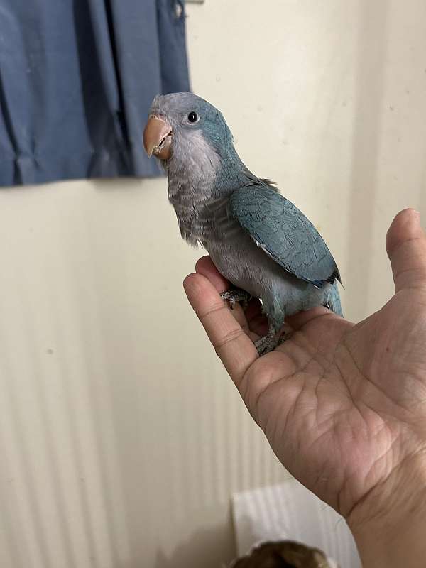 quaker-parrots-for-sale