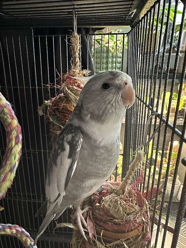 grey-white-bird-for-sale-in-fort-wayne-in