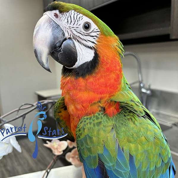 hybrid-macaw-for-sale