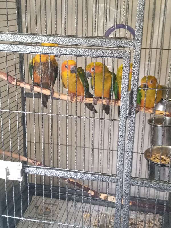 sun-conure-for-sale-in-gray-court-sc