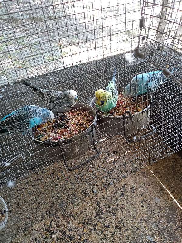 budgerigar-parakeet-for-sale