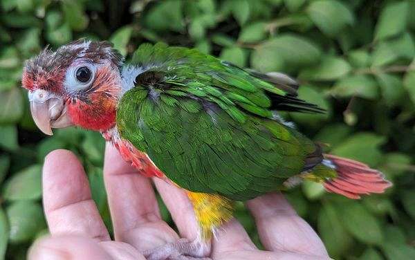 cute-bird-for-sale-in-limerick-pa