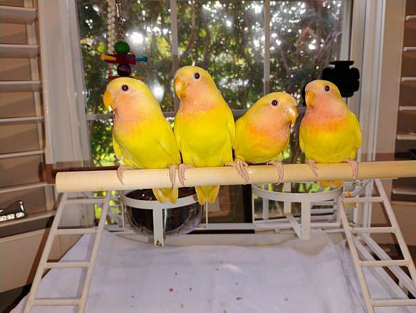 cute-bird-for-sale-in-myrtle-beach-sc