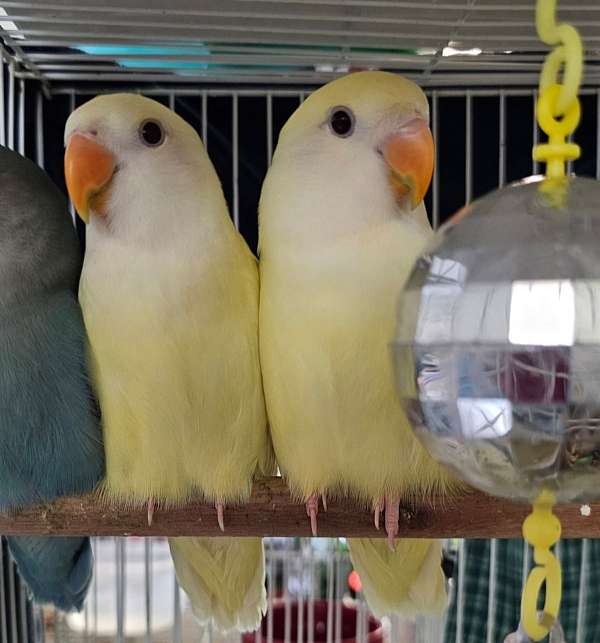 lovebird-for-sale-in-granger-in