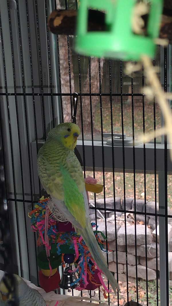 blue-bird-for-sale-in-clarksville-tn