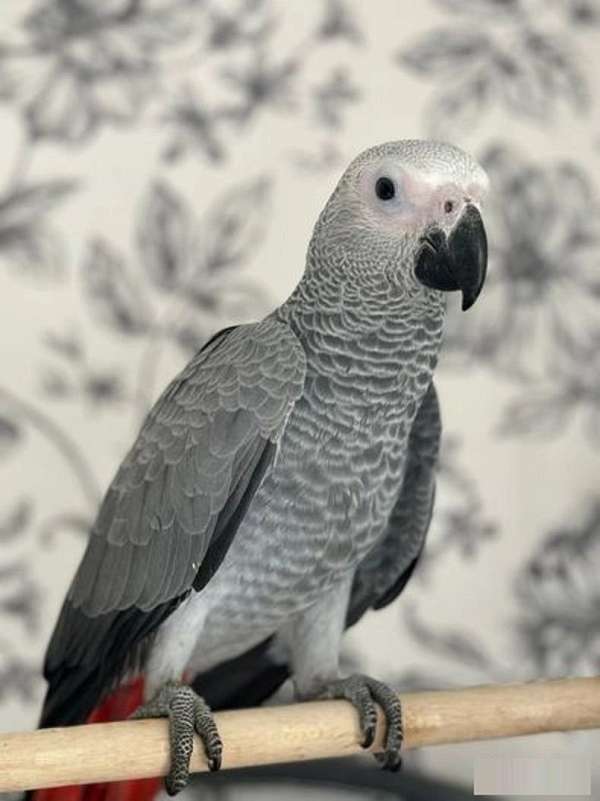 african-grey-parrot-for-sale-in-gulfport-ms