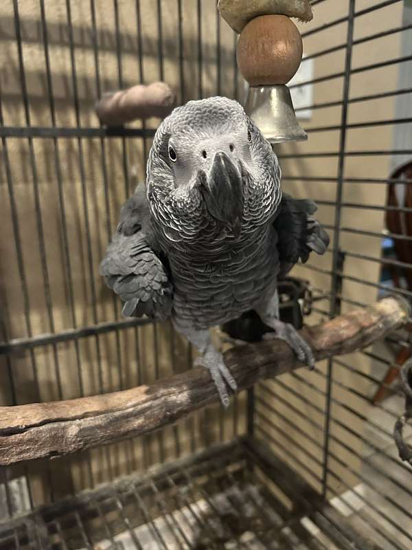 african-grey-parrot-for-sale-in-lakeland-fl