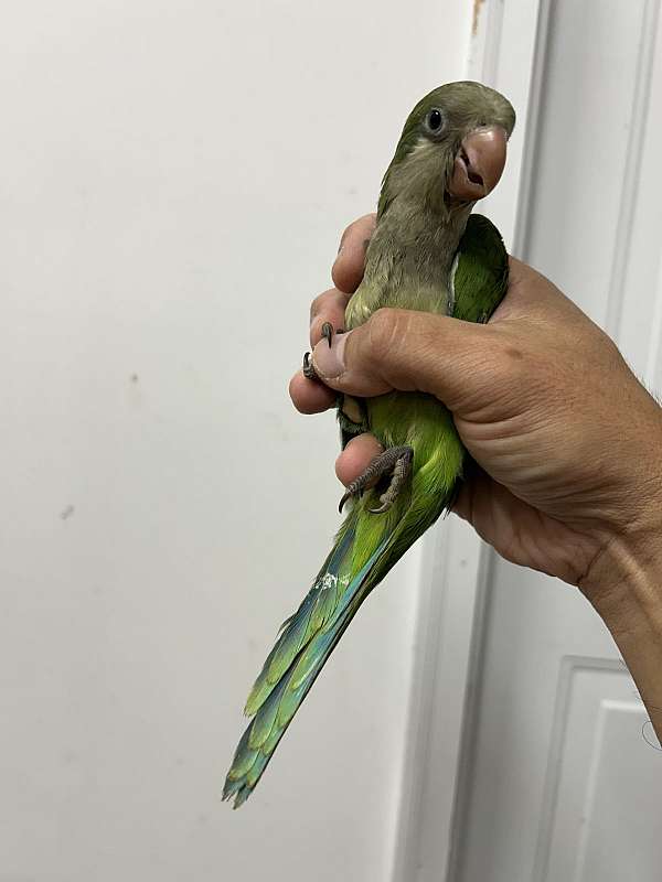 quaker-parrots-for-sale