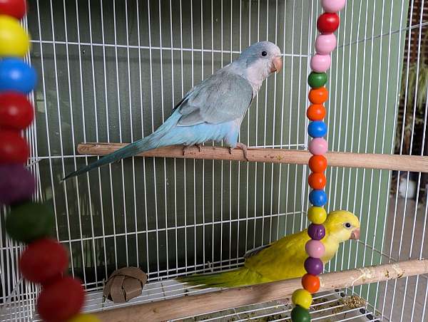 quaker-parrots-for-sale-in-wilkesboro-nc