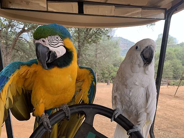 macaw-for-sale-in-sonora-ca