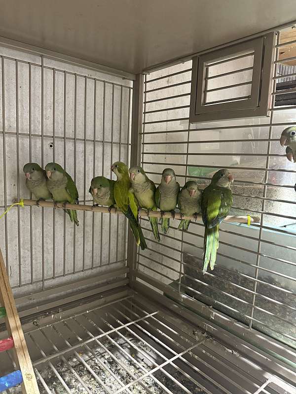 quaker-parrots-for-sale