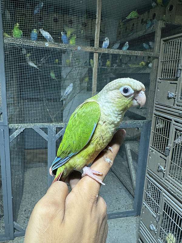 conure-for-sale-in-stafford-va