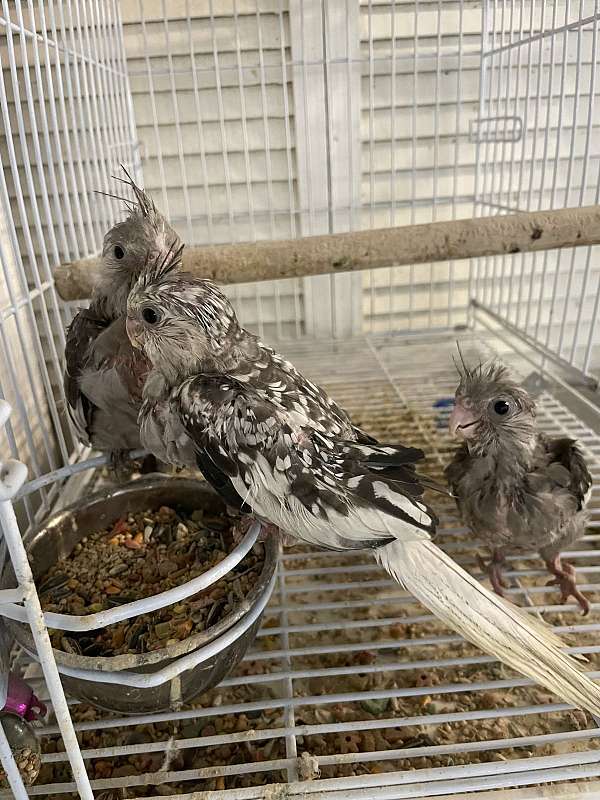 mature-pearl-bird-for-sale