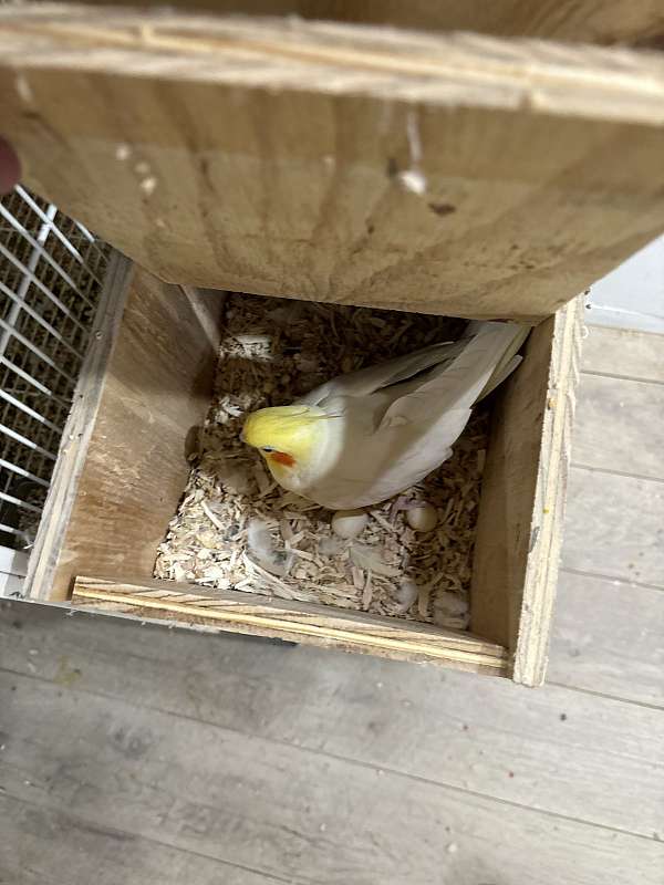 mature-pearl-bird-for-sale