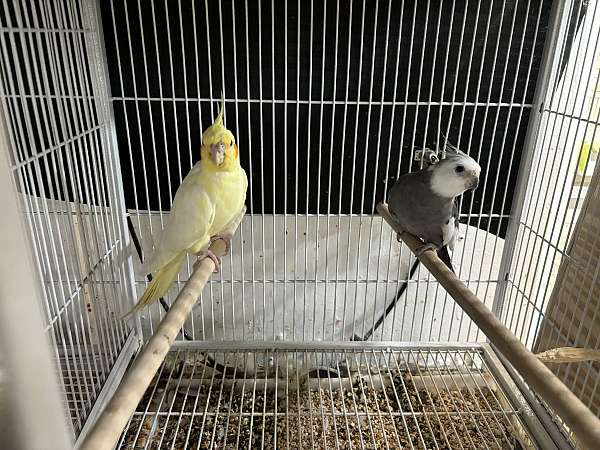 grey-cockatiel-for-sale