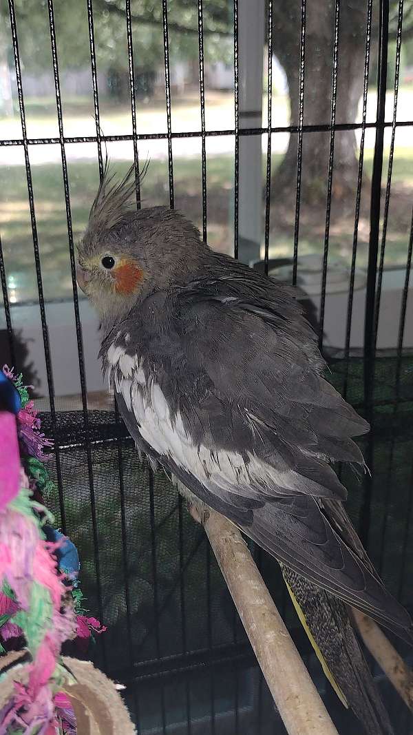 pet-bird-for-sale-in-clarksville-tn