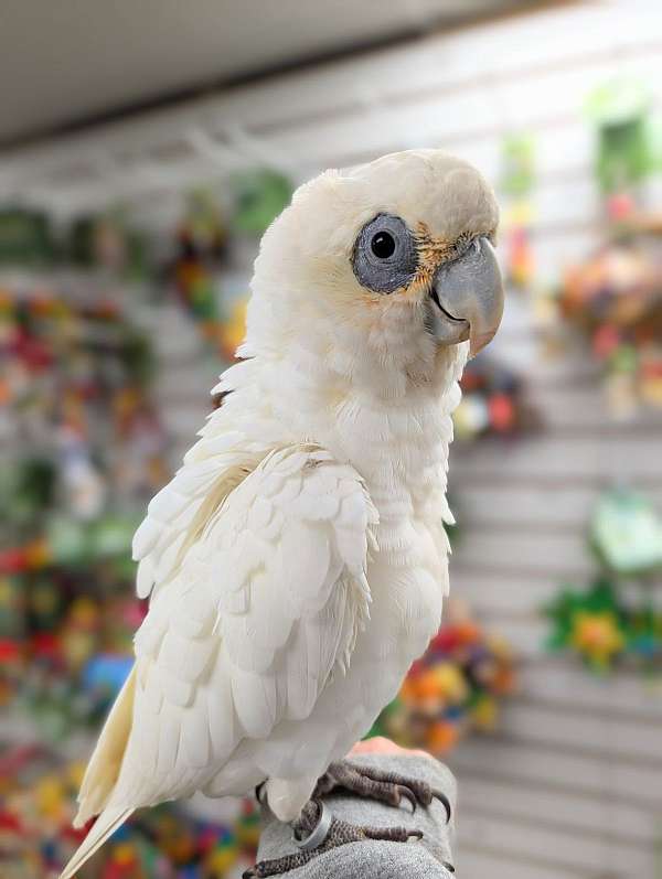 goffin-cockatoo-for-sale