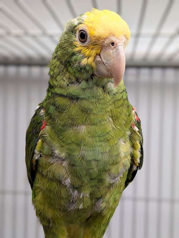 double-yellow-head-amazon-parrot-for-sale