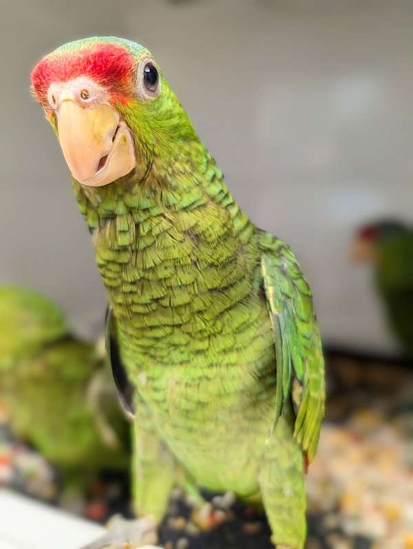 red-head-amazon-parrot-for-sale