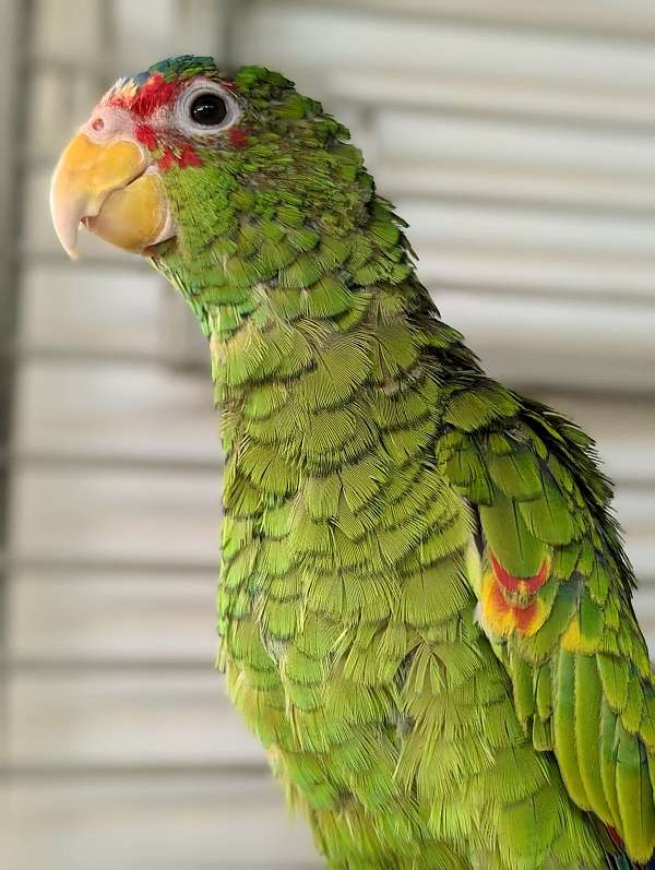 white-front-amazon-parrot-for-sale