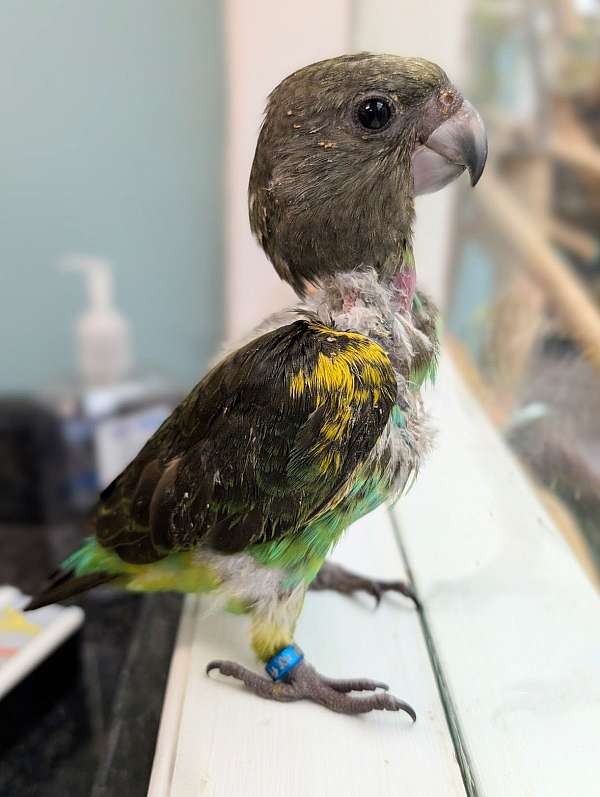 meyers-poicephalus-parrots-for-sale