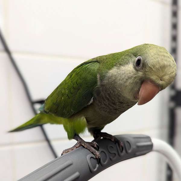 quaker-parrots-for-sale