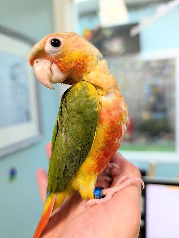 green-cheek-conure-for-sale