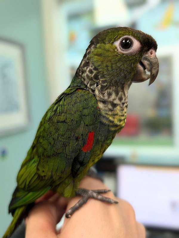 black-capped-conure-for-sale