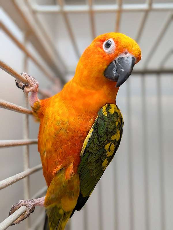 sun-conure-for-sale