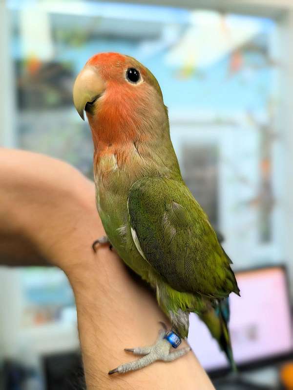 peach-faced-lovebird-for-sale