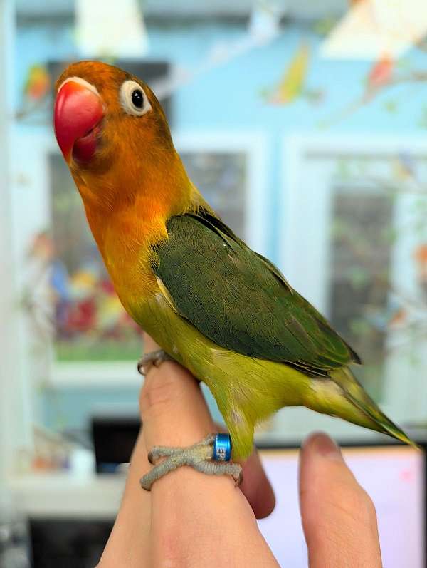 fischers-lovebird-for-sale