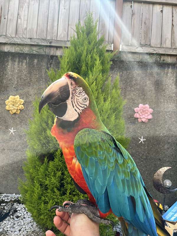 macaw-for-sale