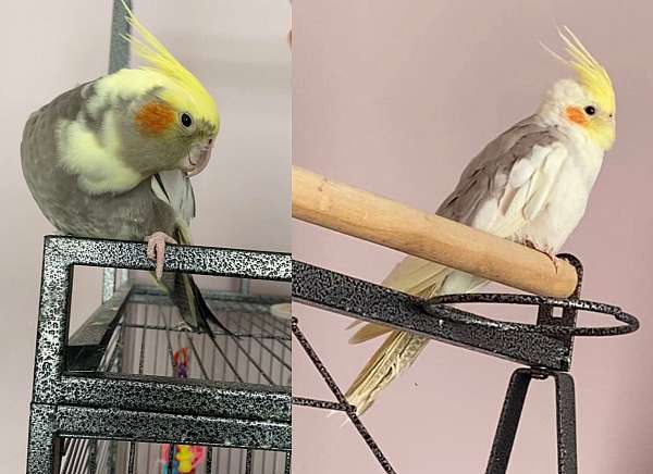 cinnamon-pied-bonded-pair-singing-bird-for-sale