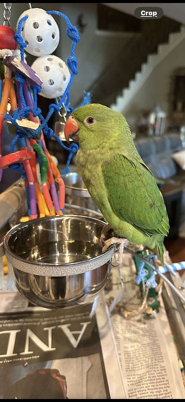 ringneck-parakeet-for-sale-in-spring-tx