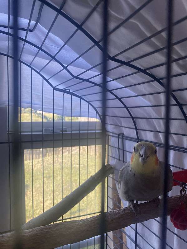 cockatiel-for-sale-in-northport-al