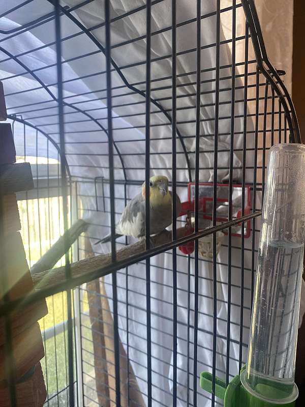 small-bird-for-sale-in-northport-al