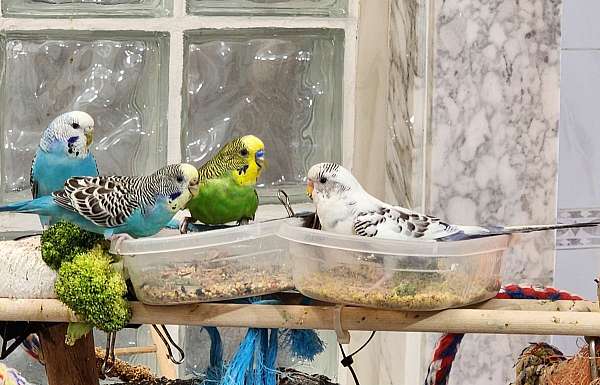 parakeet-for-sale