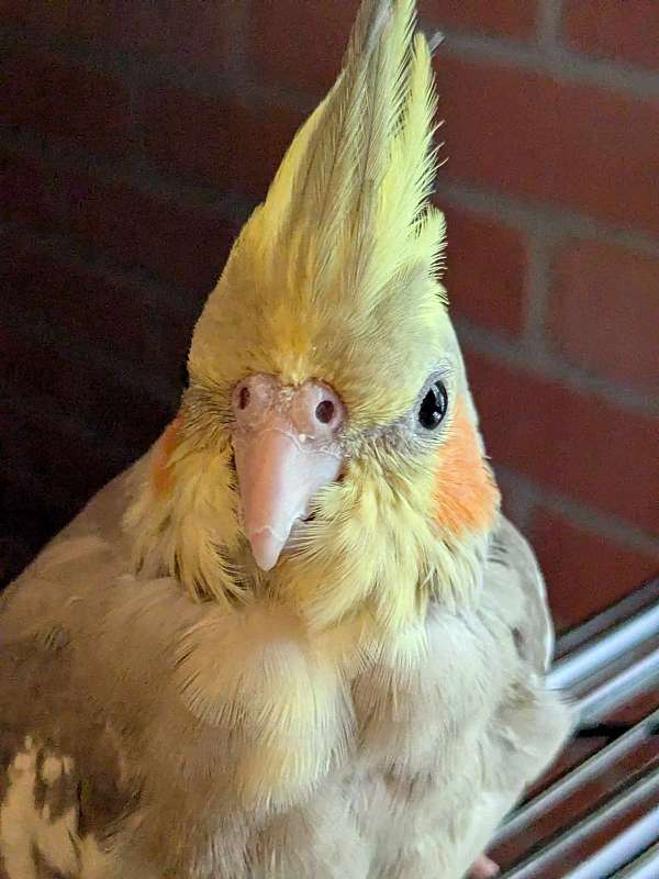 cockatiel-for-sale-in-decherd-tn