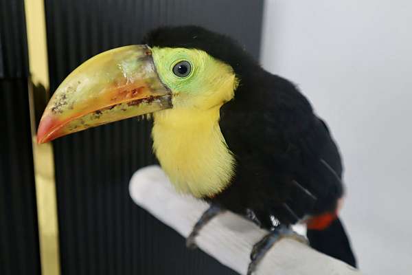 toucan-for-sale