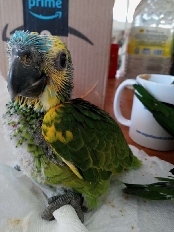 blue-front-amazon-parrot-for-sale-in-dripping-springs-tx