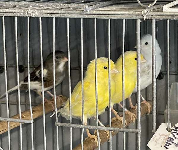 canary-for-sale