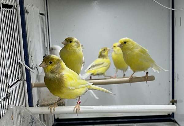 canary-for-sale