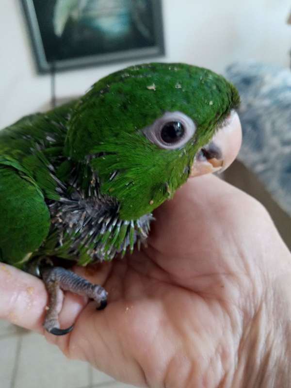 cherry-red-fronted-conure-for-sale