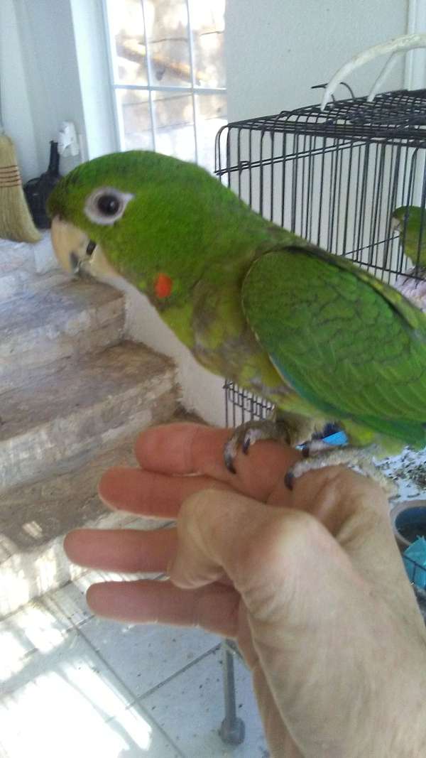 cherry-red-fronted-conure-for-sale